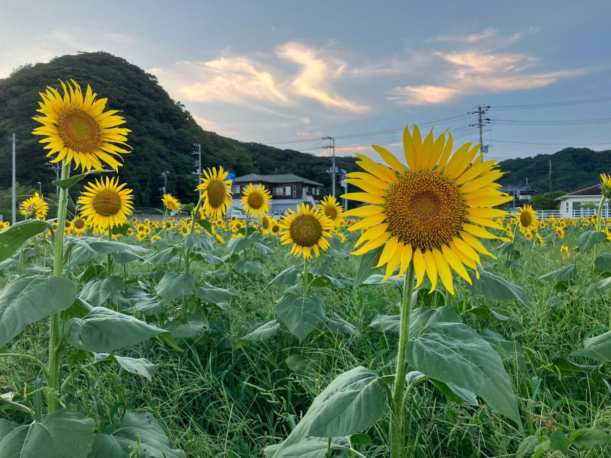 貸別荘吉佐美苑 Shimoda  Extérieur photo